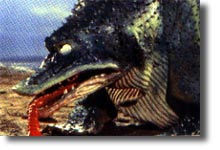 KUJIRA2