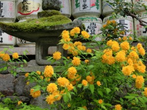 yamabuki004