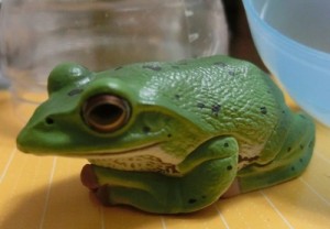 モリアオガエル モリアオガエルマグネット